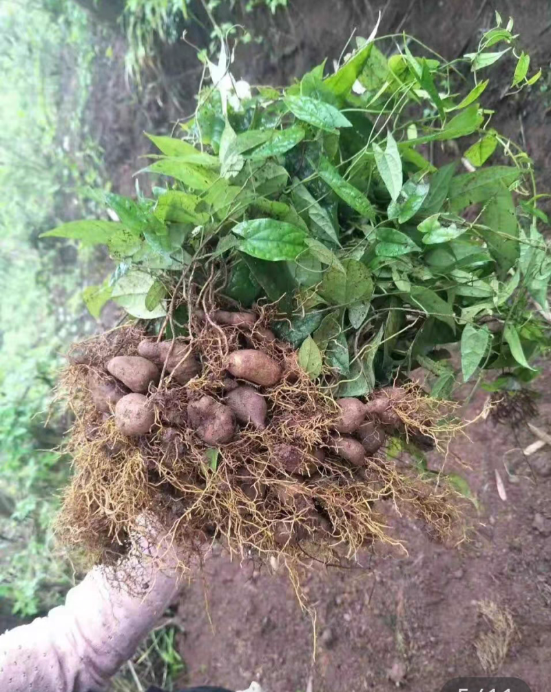 金果榄苗药材苗基地直发成活率高货源充足欢迎致电