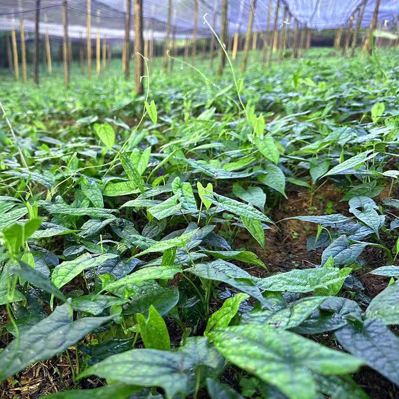 金果榄苗药材苗基地直发成活率高货源充足欢迎致电