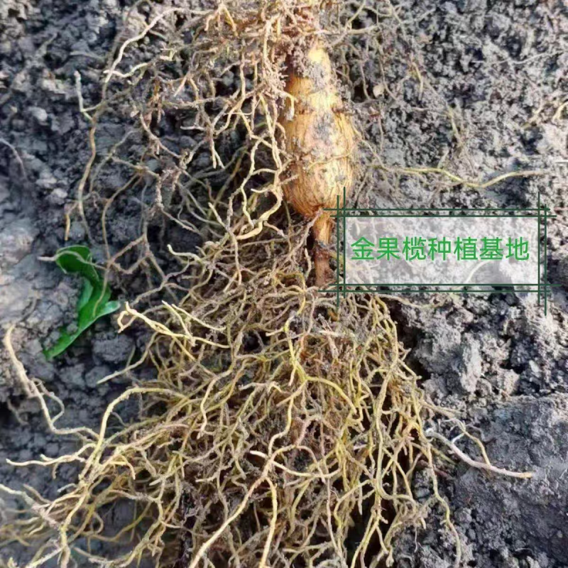 金果榄苗药材苗基地直发成活率高货源充足欢迎致电