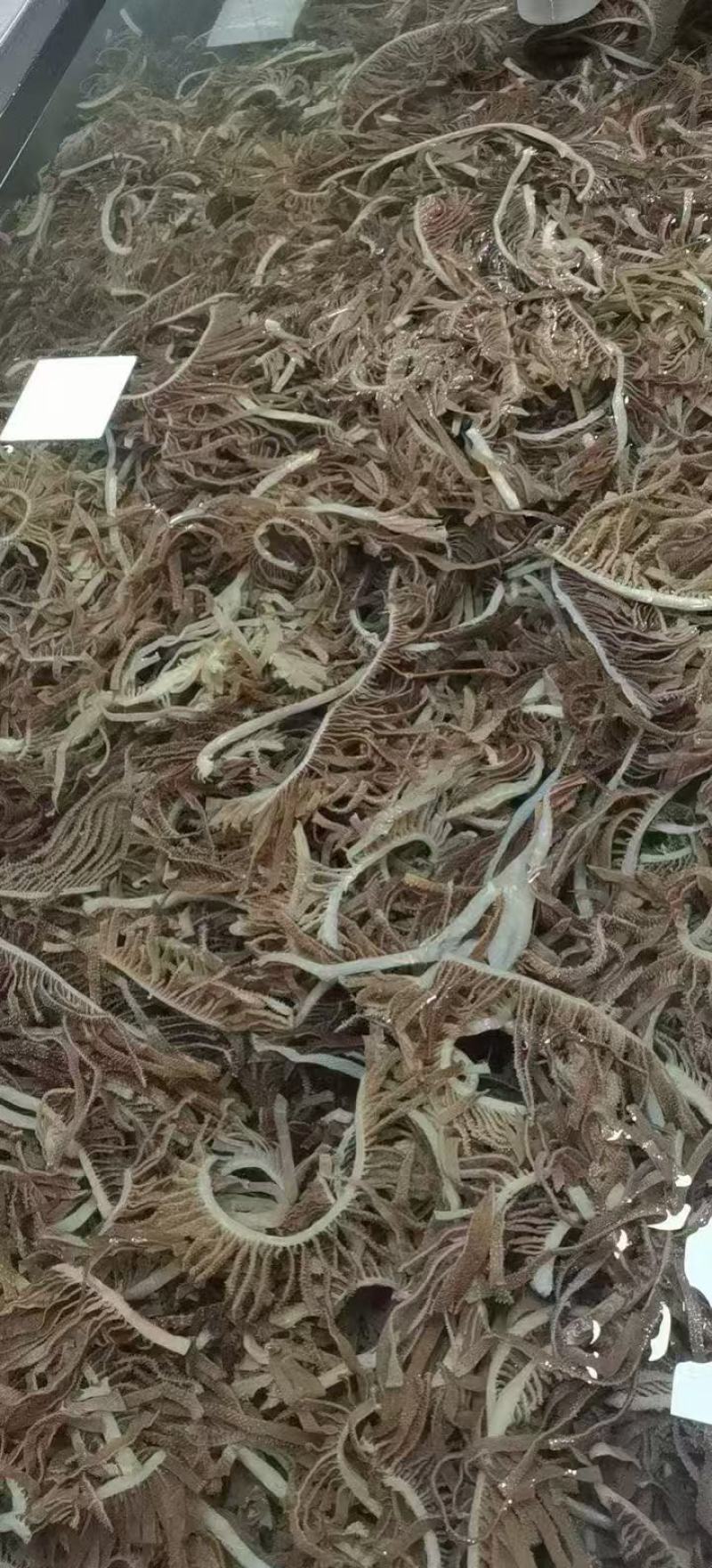 本色黑千/千层肚/黑千层肚/牛百叶/黑百叶/厂家常年批发