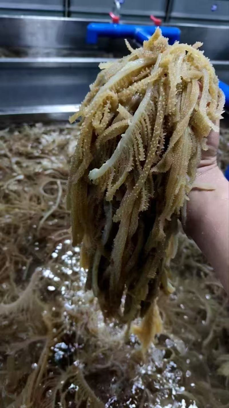 本色黑千/千层肚/黑千层肚/牛百叶/黑百叶/厂家常年批发