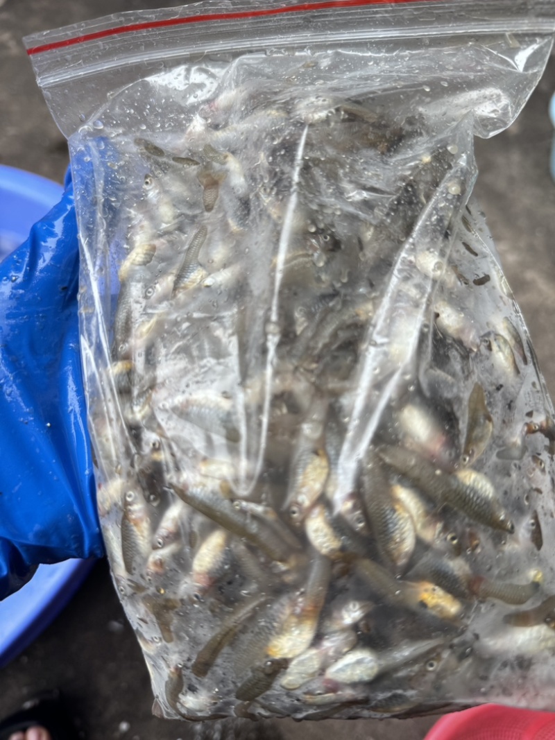 喂乌龟，喂鱼，观赏鱼饲料