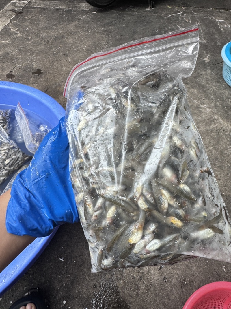 喂乌龟，喂鱼，观赏鱼饲料