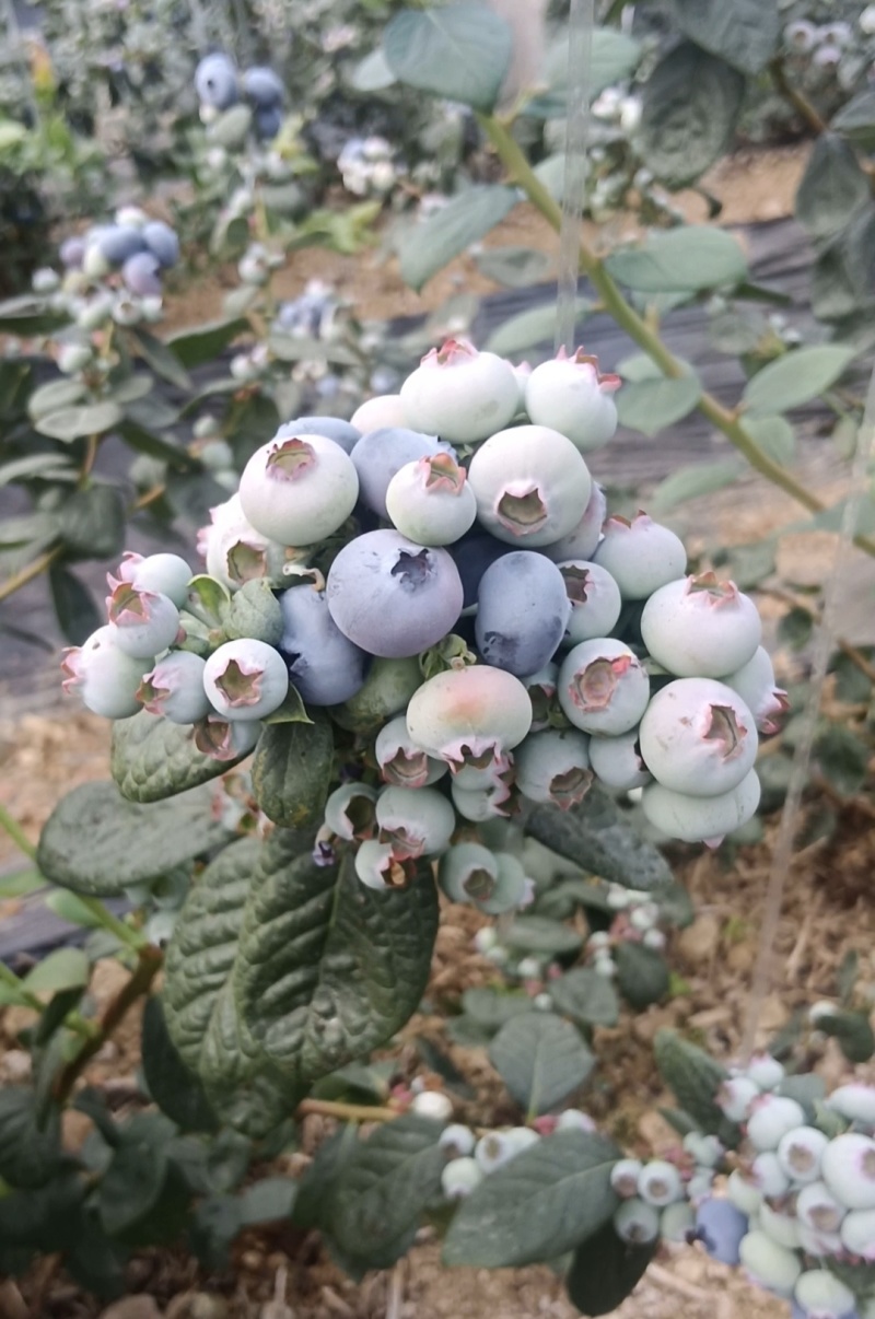 山东优质蓝莓，产地直发，品种齐全，一件代发，欢迎采购。