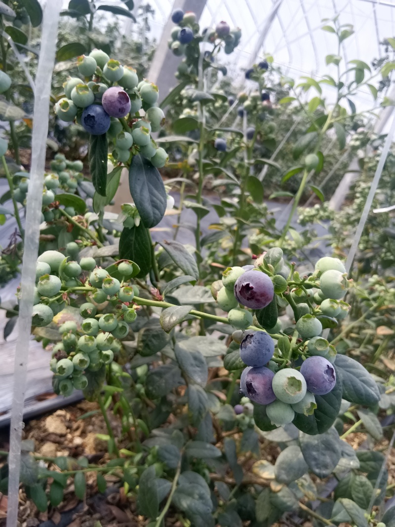 山东优质蓝莓，产地直发，品种齐全，一件代发，欢迎采购。
