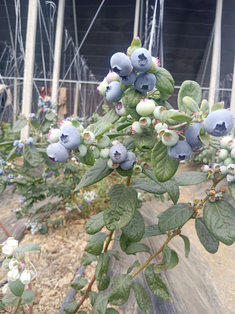 山东优质蓝莓，产地直发，品种齐全，一件代发，欢迎采购。