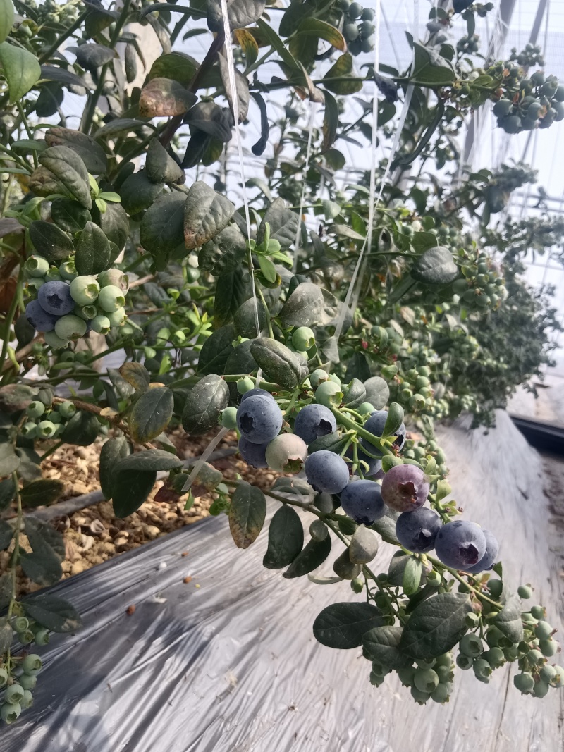 山东优质蓝莓，产地直发，品种齐全，一件代发，欢迎采购。