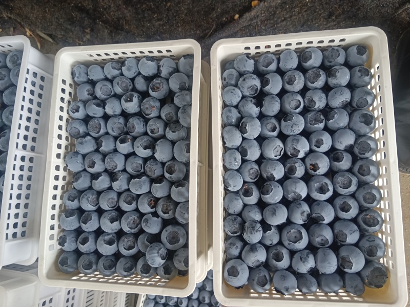 山东优质蓝莓，产地直发，品种齐全，一件代发，欢迎采购。