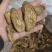 【牛蒡茶片】牛蒡根牛蒡茶片干净无杂质