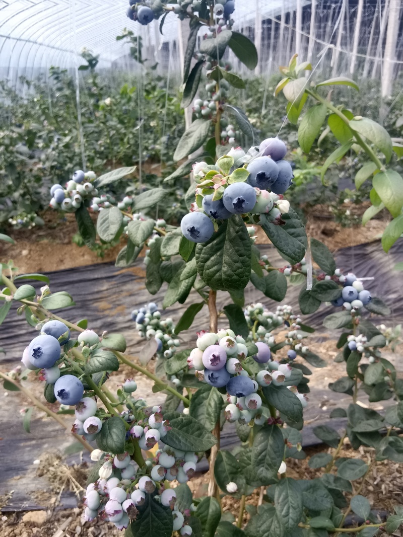 山东优质蓝莓，产地直发，品种齐全，一件代发，欢迎采购。