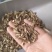 【牛蒡茶片】牛蒡根牛蒡茶片干净无杂质