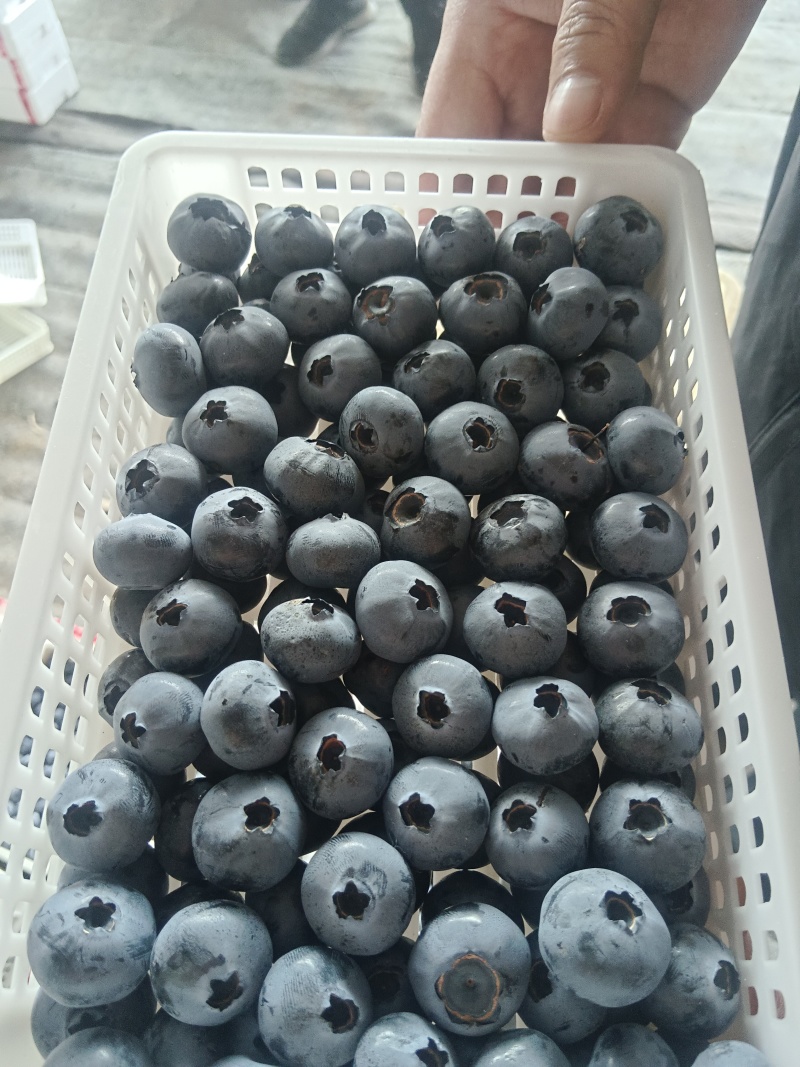 山东优质蓝莓，产地直发，品种齐全，一件代发，欢迎采购。