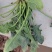 出口日标菠菜，可化验农残大量有货种植基地可供加工厂速冻厂