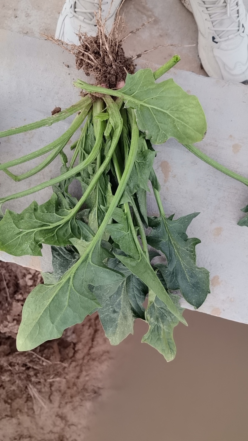 出口日标菠菜，可化验农残大量有货种植基地可供加工厂速冻厂