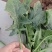 出口日标菠菜，可化验农残大量有货种植基地可供加工厂速冻厂