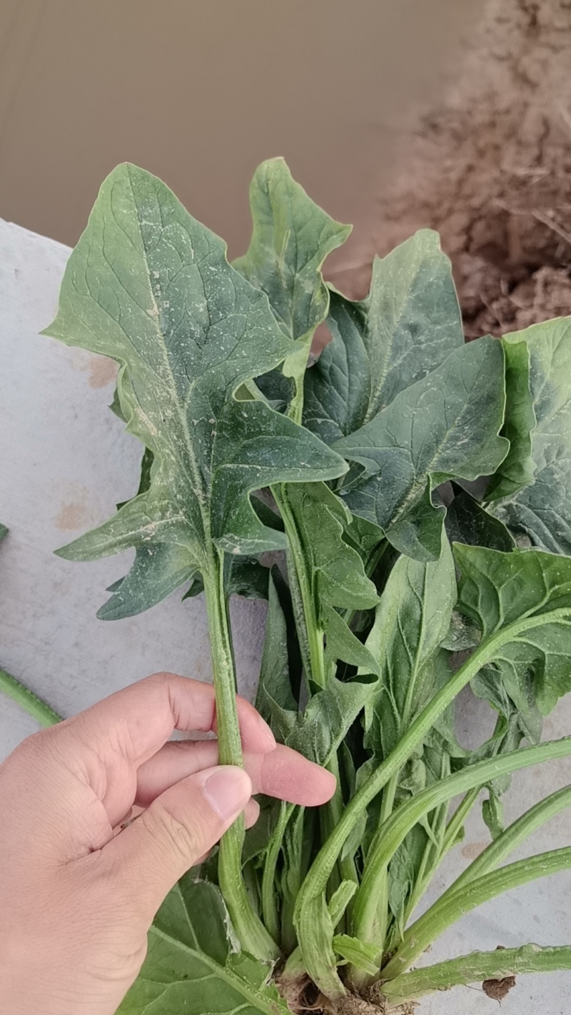 出口日标菠菜，可化验农残大量有货种植基地可供加工厂速冻厂