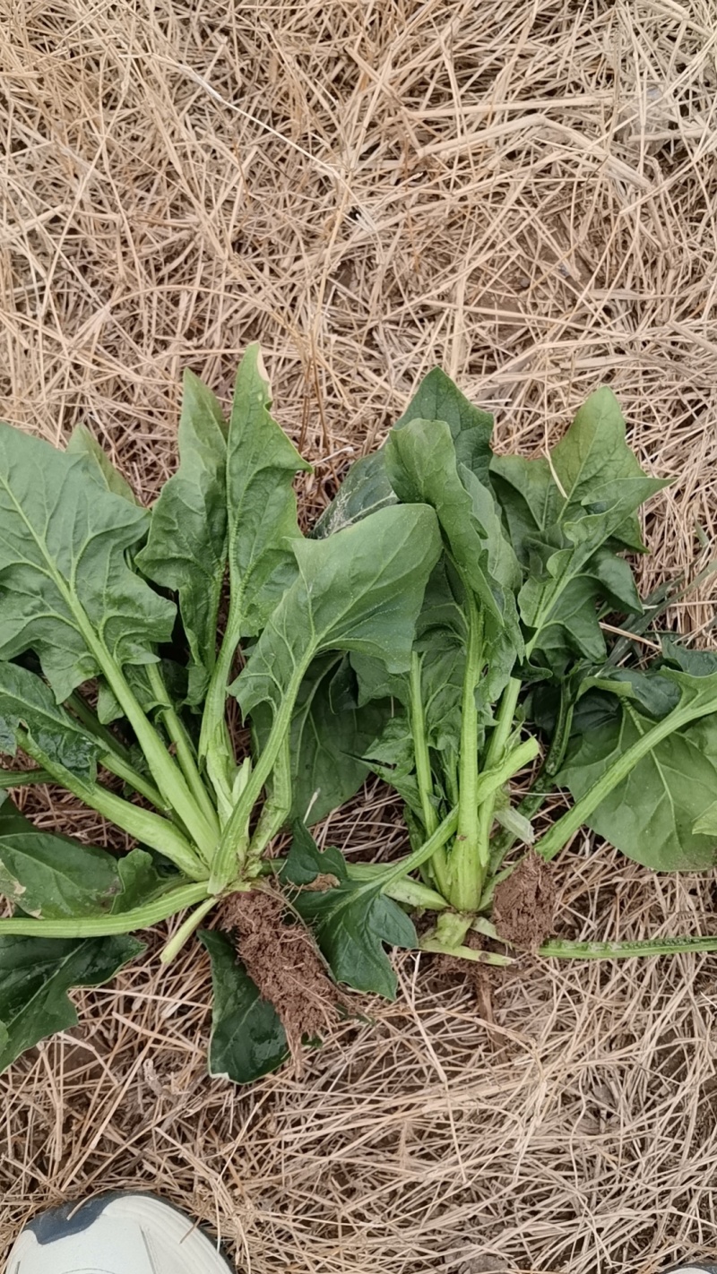 出口日标菠菜，可化验农残大量有货种植基地可供加工厂速冻厂