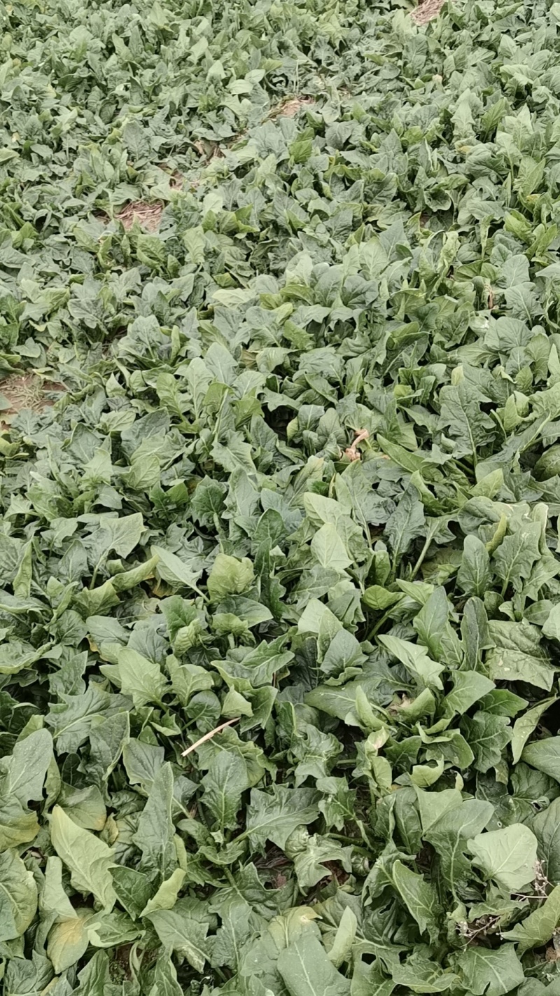 出口日标菠菜，可化验农残大量有货种植基地可供加工厂速冻厂