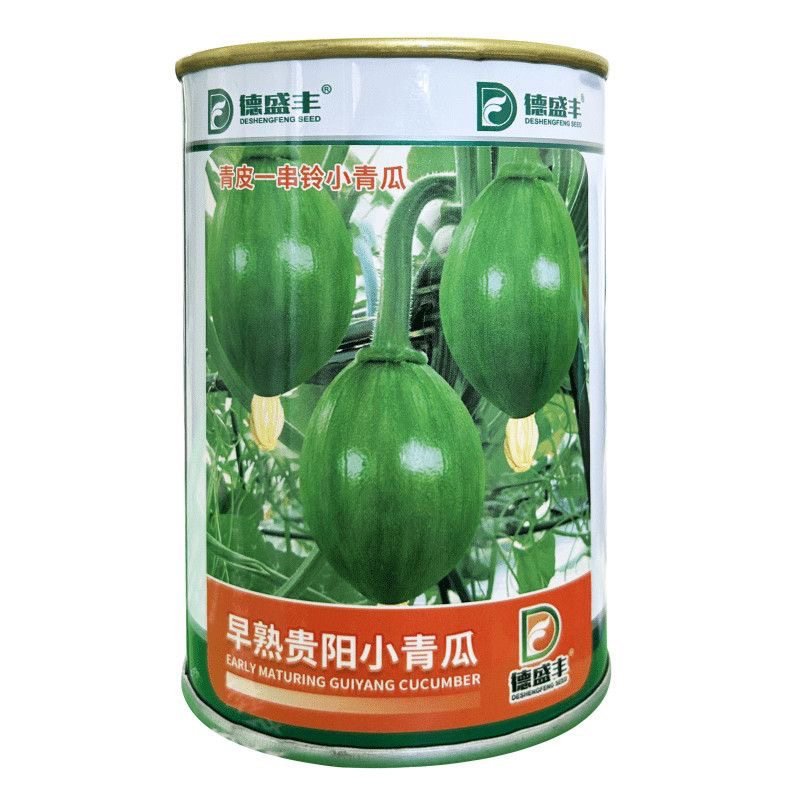 早熟贵阳小青南瓜种子一串铃小青瓜嫩食瓜基地南瓜