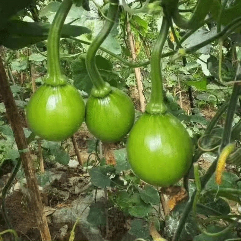 早熟贵阳小青南瓜种子一串铃小青瓜嫩食瓜基地南瓜