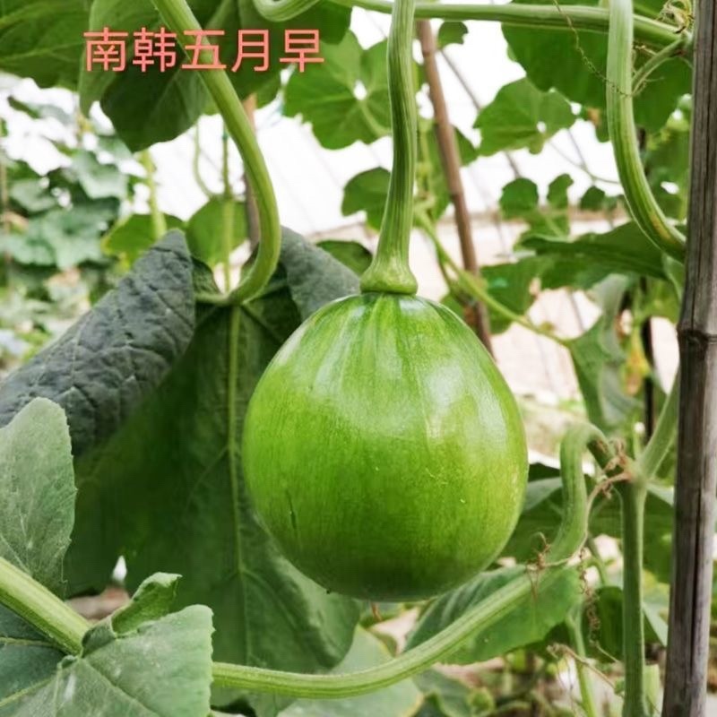 南韩五月早一串铃南瓜种子小青瓜早熟嫩瓜圆形脆嫩味甜