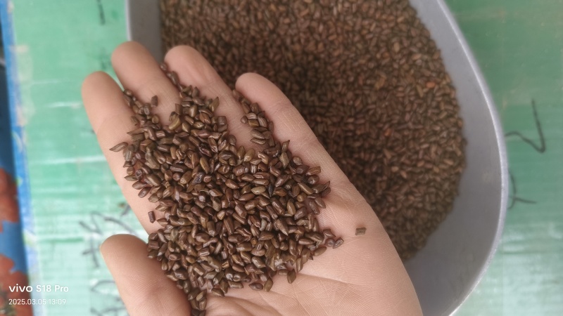 【决明子】精品决明子茶