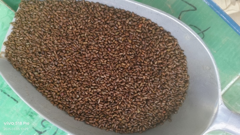 【决明子】精品决明子茶
