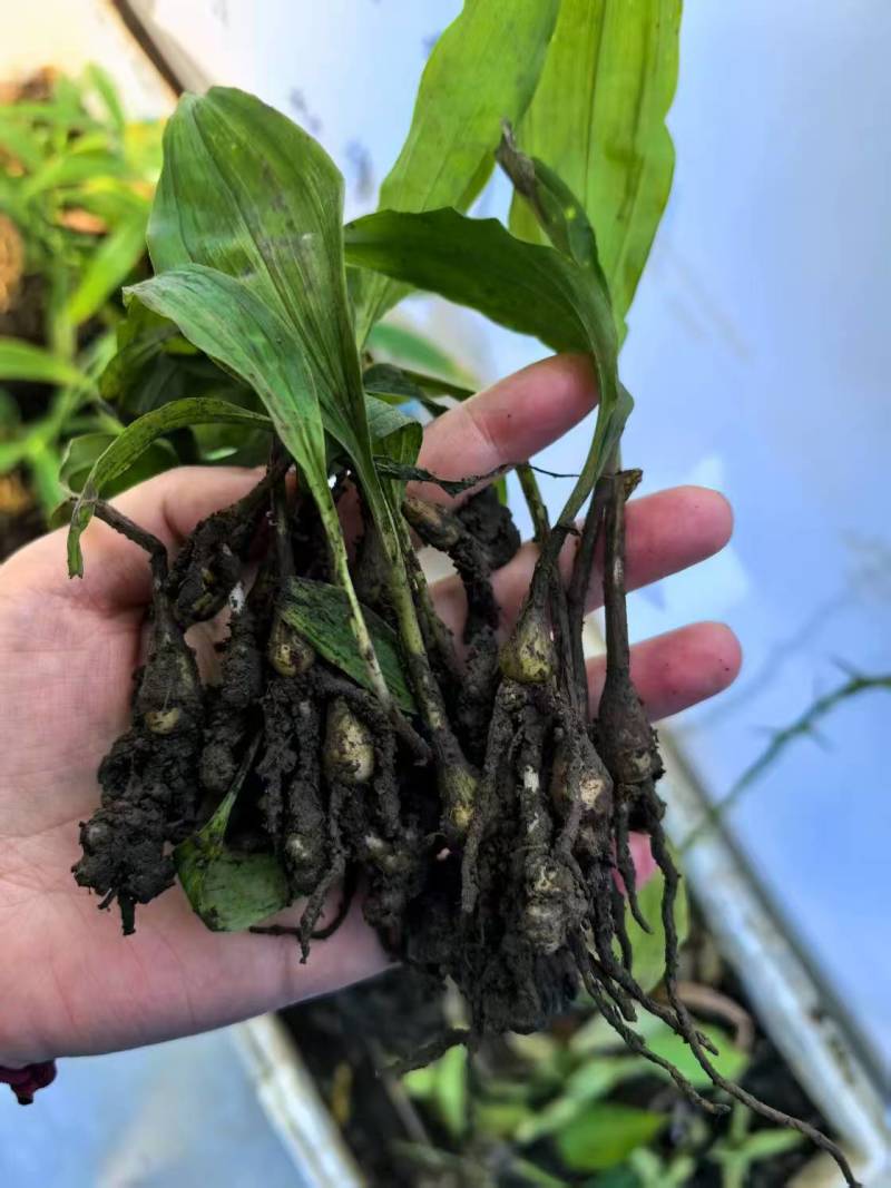 四川毛慈菇苗驯化苗根系发达成活率高货源充足欢迎致电