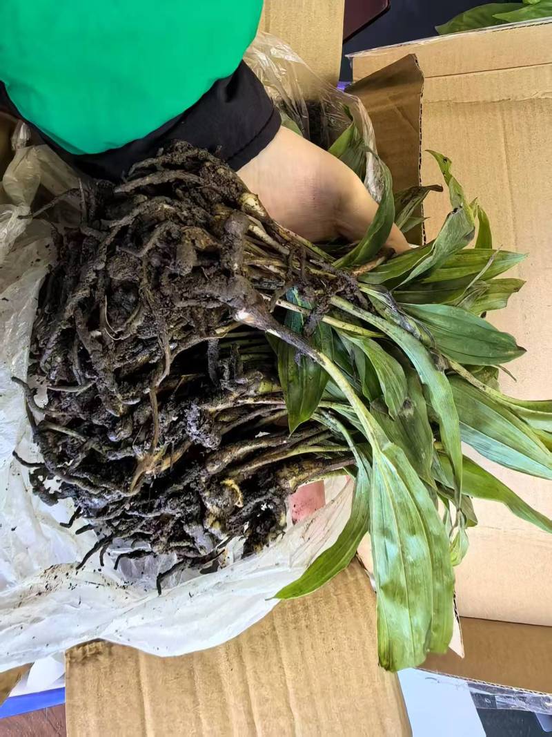 四川毛慈菇苗驯化苗根系发达成活率高货源充足欢迎致电