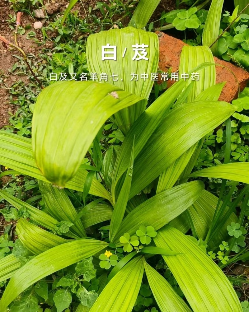 四川白芨种苗种植基地直发货源充足易成活欢迎下单