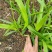 四川白芨种苗种植基地直发货源充足易成活欢迎下单