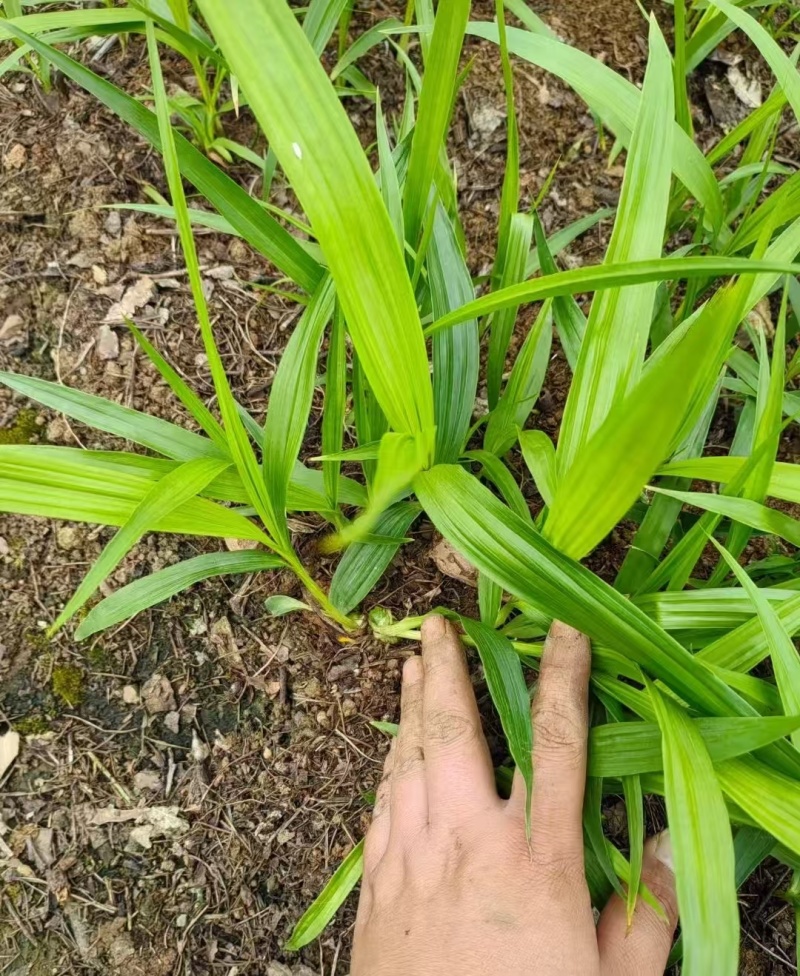 四川白芨种苗种植基地直发货源充足易成活欢迎下单