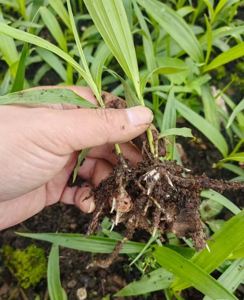 四川白芨种苗种植基地直发货源充足易成活欢迎下单
