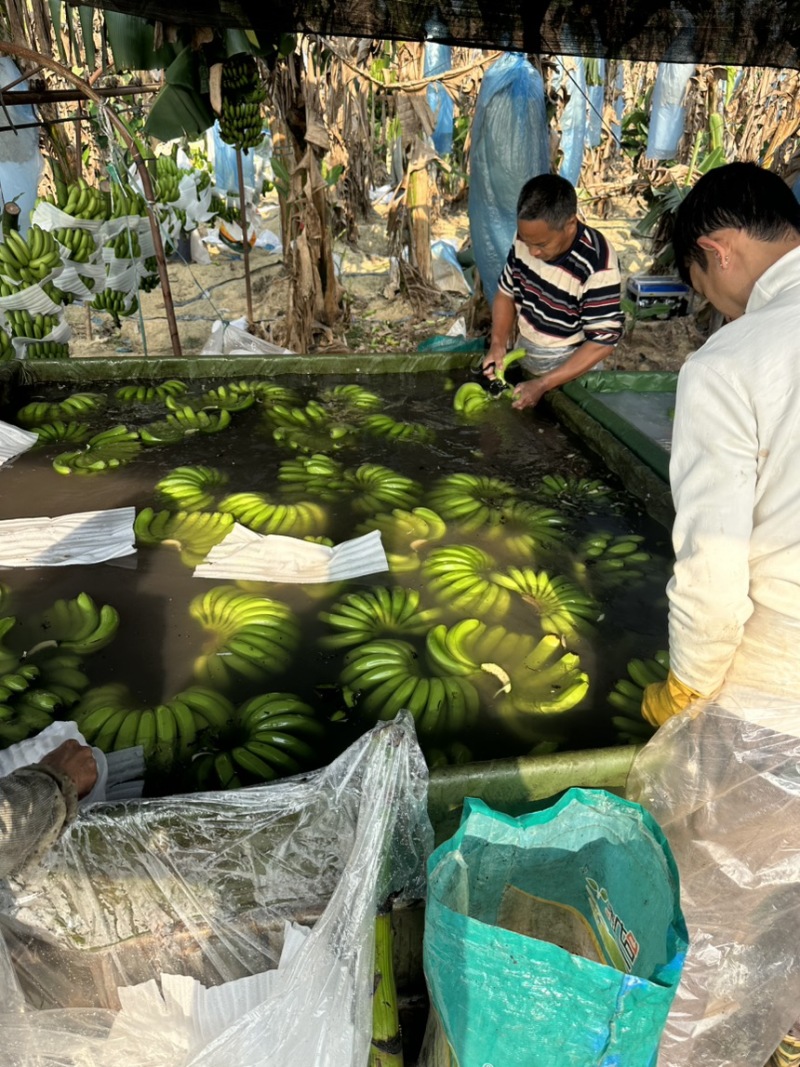 精品香蕉，全年供应，规格齐全，价格便宜，全国直达