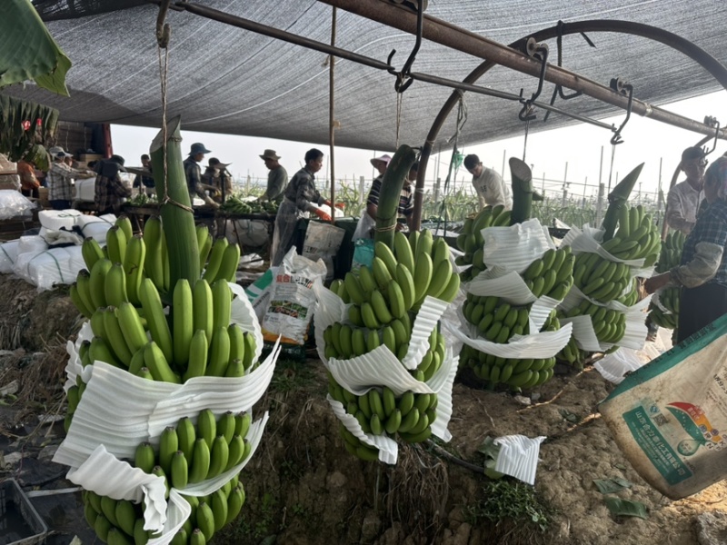 精品香蕉，全年供应，规格齐全，价格便宜，全国直达