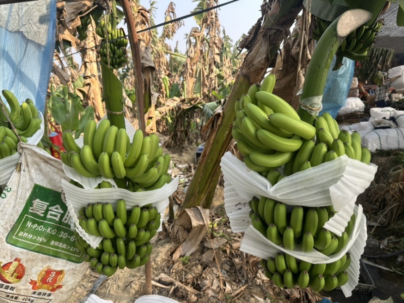 精品香蕉，全年供应，规格齐全，价格便宜，全国直达