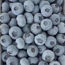 西昌蓝莓L25L11大量上市高原品质欢迎订购