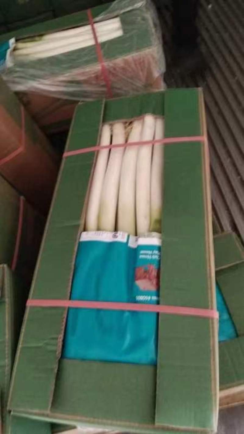 天然新鲜大葱现货秒发欢迎联系