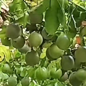 黄金果