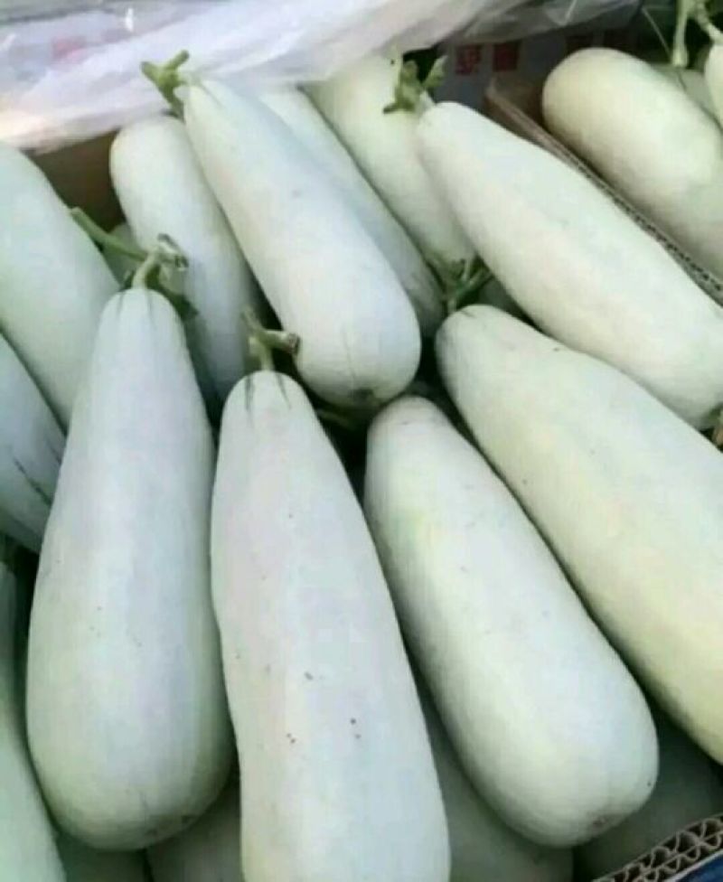 羊角酥0.5斤以上羊角蜜甜瓜大量现货上市精品甜瓜