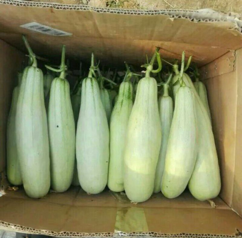 羊角酥0.5斤以上羊角蜜甜瓜大量现货上市精品甜瓜