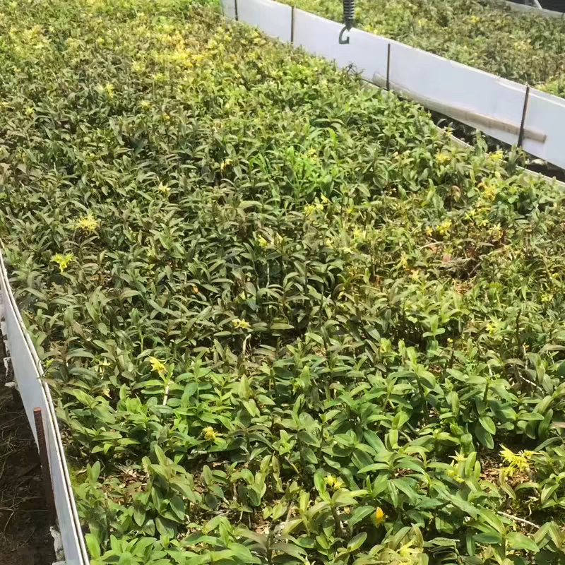 四川铁皮石斛苗规格齐全根系发达全国发货欢迎下单