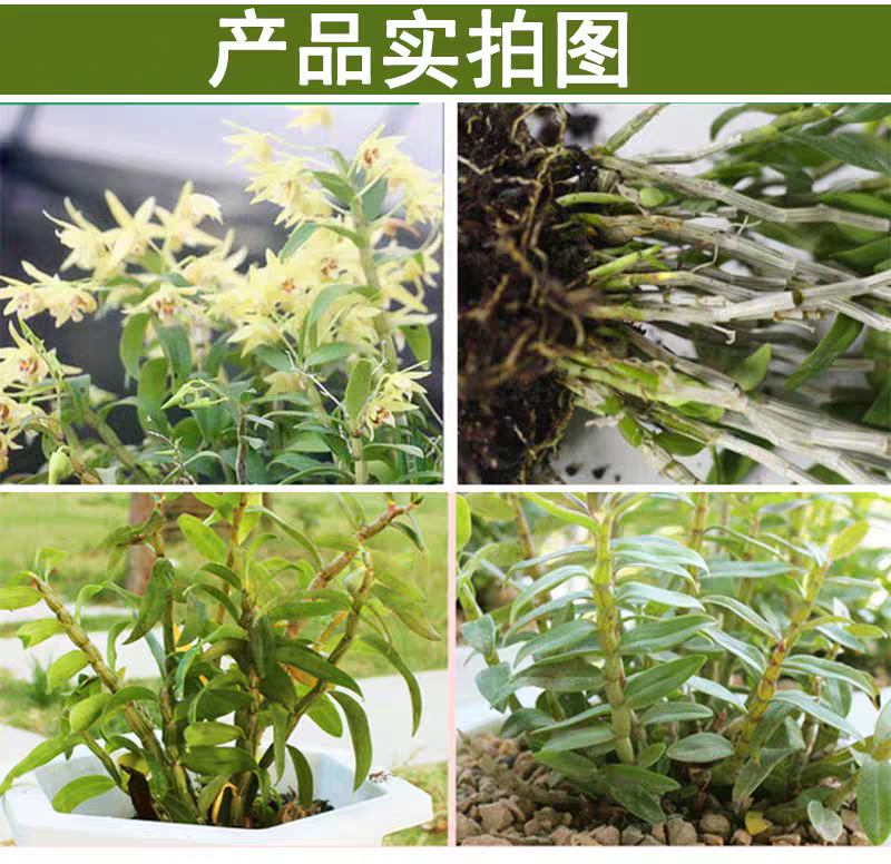 四川铁皮石斛苗规格齐全根系发达全国发货欢迎下单