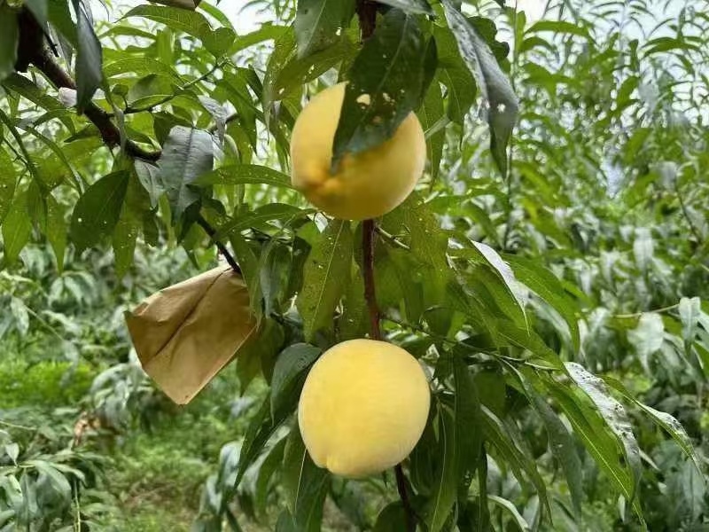 黄桃