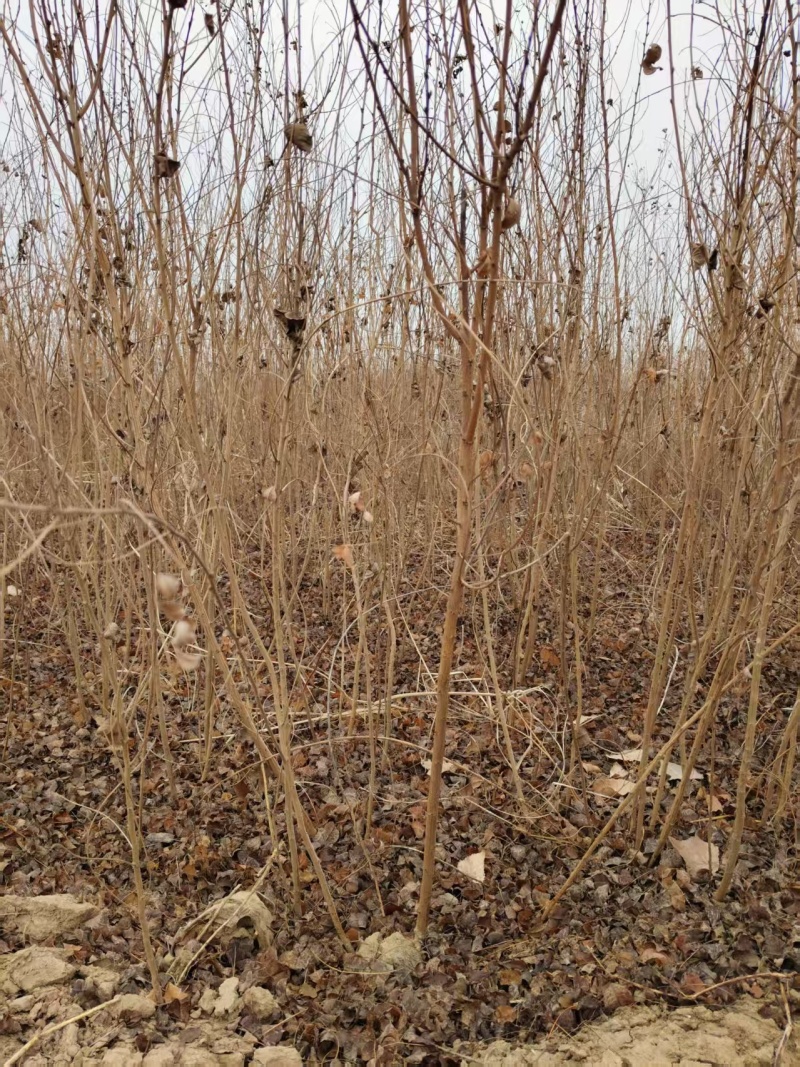 河北定州胡枝子花灌木绿化苗木树苗自家苗圃现挖现卖