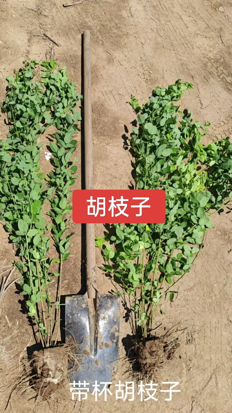 河北定州胡枝子花灌木绿化苗木树苗自家苗圃现挖现卖
