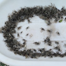 江苏苏州蟹苗规格自己定