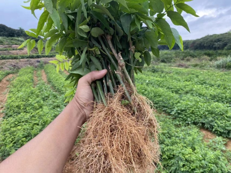 树仔菜苗
