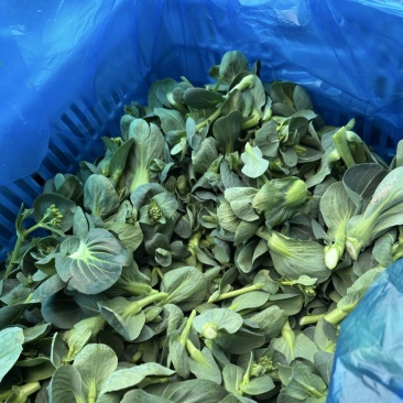 低价甩卖上海本地头茬新鲜菜心菜尖菜苔青菜苔地