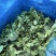 低价甩卖上海本地头茬新鲜菜心菜尖菜苔青菜苔地